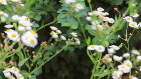 Blooming field daisies sway from the wind. Stock Footage 164948226