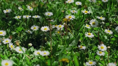 Blooming field of daisies with a working bee in spring sunny day. Stock Footage 260686229