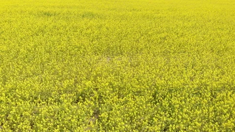 Blooming field Stock Footage 147099391