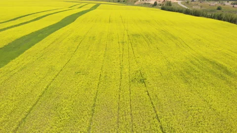 Blooming field Stock Footage 147099424