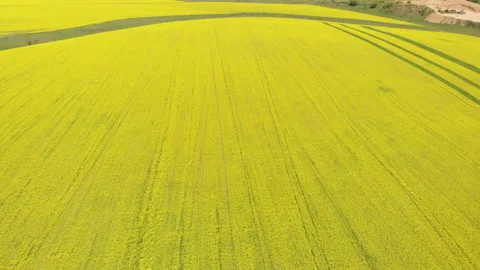 Blooming field Stock Footage 147099614