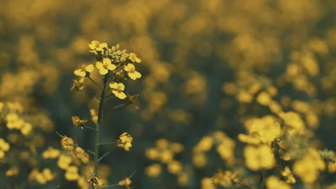 Blooming field Stock Footage 246346518