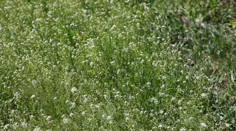 Blooming field grass Stock Footage 40493768