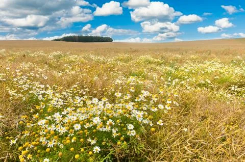 Blooming field Photos