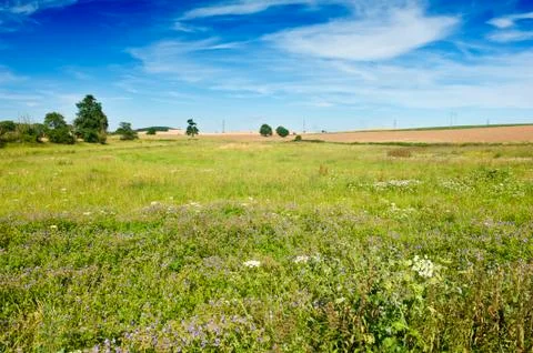 Blooming field Foto stock