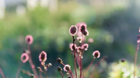 Blooming field plant under rays of the summer sunset Stock Photos
