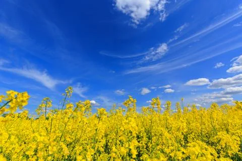 Blooming field of rape in spring on a sunny day Stock Photos