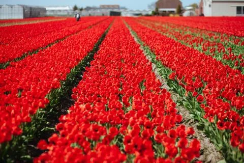 Blooming field of red tulips with a man figure Stock Photos