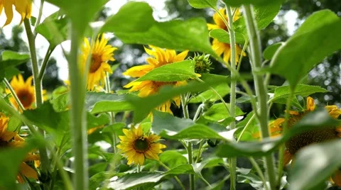Blooming field of sunflowers 스톡 동영상 66513850
