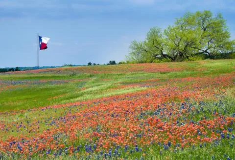 Blooming field of Texas bluebonnets and Indian Paintbrushes Stock Photos