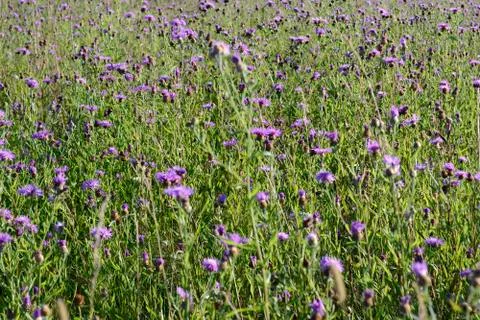Blooming field thistle Fotos de archivo