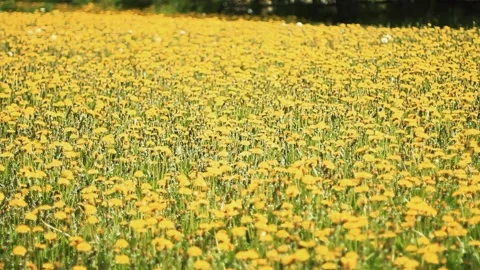 Blooming field of yellow dandelions Stock Footage 160032381