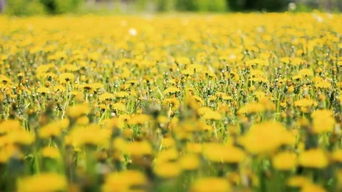 Blooming field of yellow dandelions Stock Footage 160032384