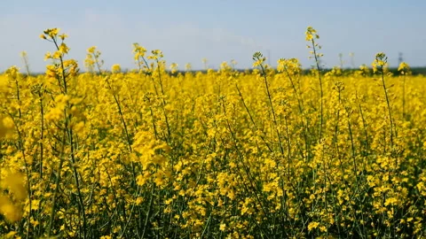 Blooming field of yellow rapeseed against the blue sky. Stock-Footage 89972082