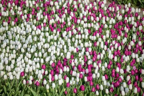 Blooming fields of tulips on a flowerbed, flowers of different colors Stock Photos
