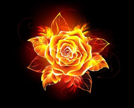 Blooming fire rose Stock Illustration