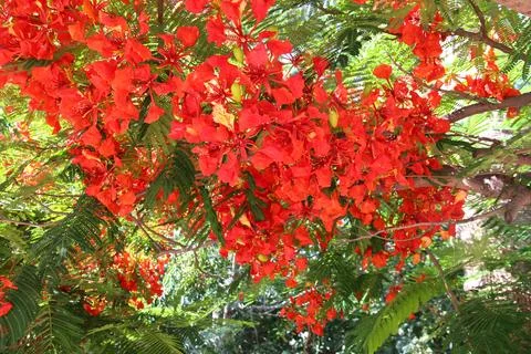 Blooming fire tree, also known as royal poinciana or peacock flower Stock Photos