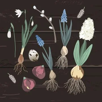 Blooming first spring flowers lie without a pot on a dark wooden background Stock Illustration