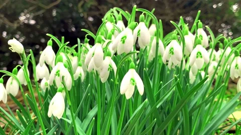 Blooming of the first spring flowers, snowdrops. Stock Footage 238033751