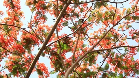Blooming Flame of the Forest Tree Stock Footage 76102598