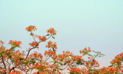 Blooming Flame tree or Royal Poinciana or Peacock flower. Delonix regia outdo Stock Photos