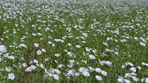 Blooming flax field closeup. Selective focus Stock Footage 324628382