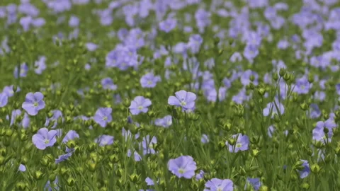 Blooming flax field Stock-Footage 235757656