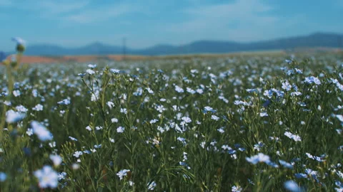 Blooming flax field Stock Footage 247141038