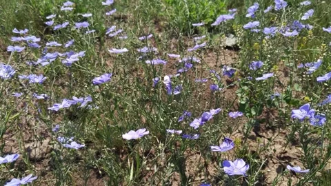 Blooming flax, spring meadow with small lilac flowers, beautiful landscape Stock Footage 132341927