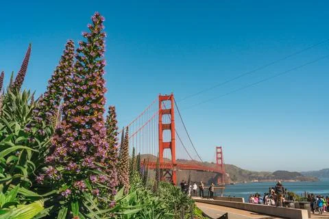 Blooming flora frames the majestic structure of San Francisco's famed bridge. Stock Photos