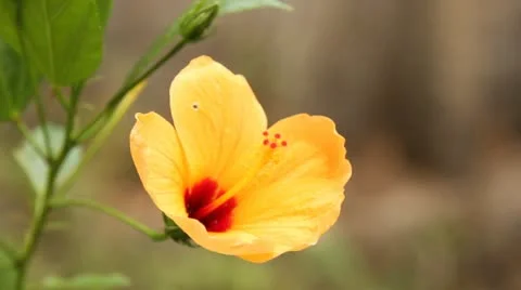 Blooming floral Stock Footage 22132811