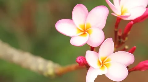 Blooming floral Video stock 22135343