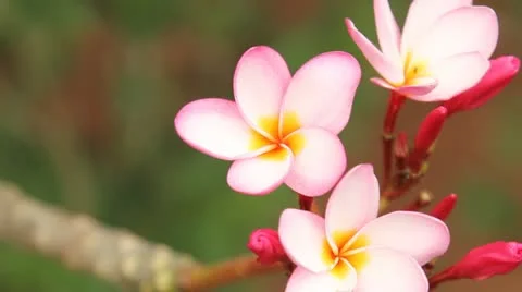 Blooming floral Stock Footage 22136251