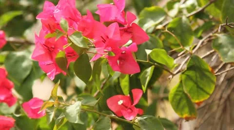 Blooming floral Stock Footage 22139031