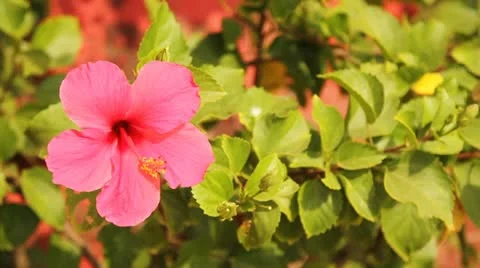 Blooming floral Stock Footage 22139772