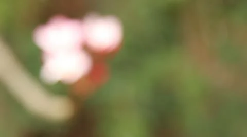 Blooming floral Video stock 22151337
