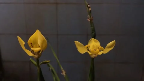 Blooming flower 1 Vídeo Stock 244543331