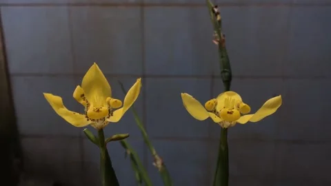 Blooming flower 2 Vídeo Stock 244543328