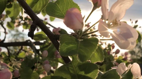 Blooming Flower Apple Tree Sways In Wind And The Sun Shines Through Its Petals Stock Footage 90040840