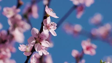 Blooming flower Apricot Stock-Footage 151739357