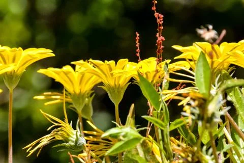 Blooming Flower Background Stock Photos
