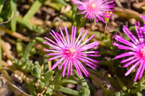 Blooming Flower Background Stock Photos