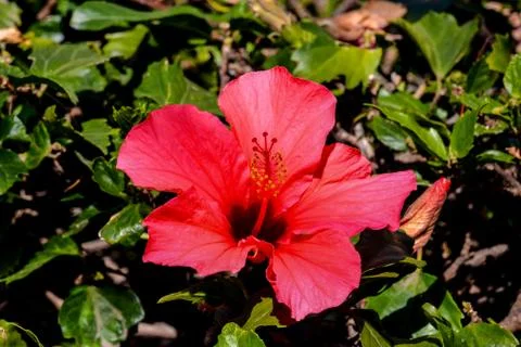 Blooming Flower Background Stock Photos