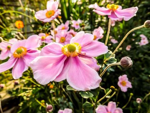 Blooming Flower Background Stock Photos