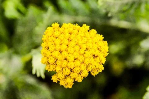 Blooming Flower Background Stock-Fotos