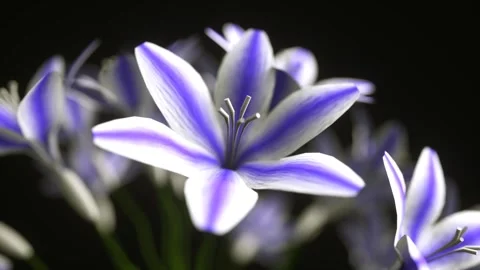 Blooming flower on a black background, time lapse, 3D animation 스톡 동영상 262479685