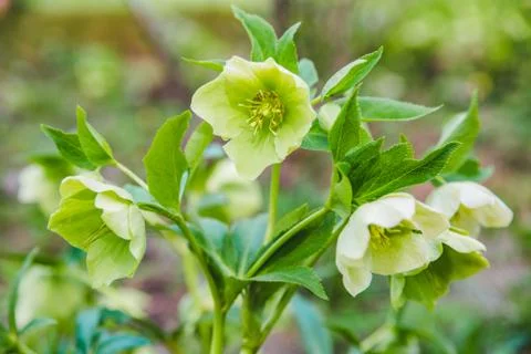 Blooming flower close up. spring is coming Stock Photos