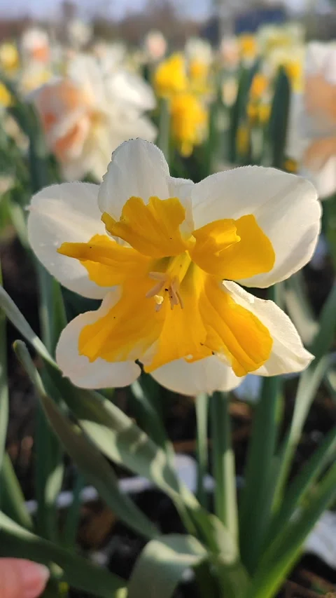 Blooming flower daffodil variety Split Corona Orangery white orange Vertical Video stock 309555810