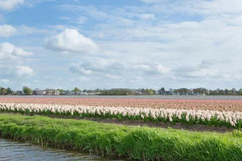 Blooming flower fields of white, blue and pink hyacinths near the canal Stock Photos