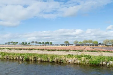 Blooming flower fields of white, blue and pink hyacinths near the canal in th Stock Photos